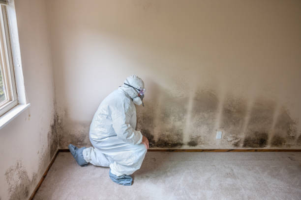 Why You Should Choose Our Mold Remediation Services in Middletown, VA